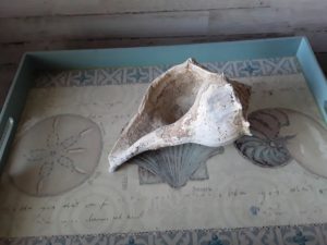 Conch Shell in Galveston